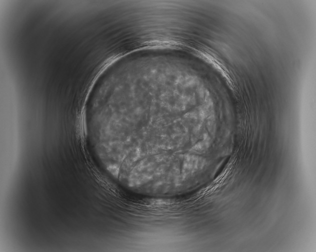 X0000096181275200802081452