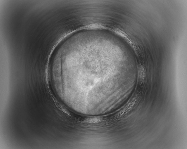 X0000096181278200802081452