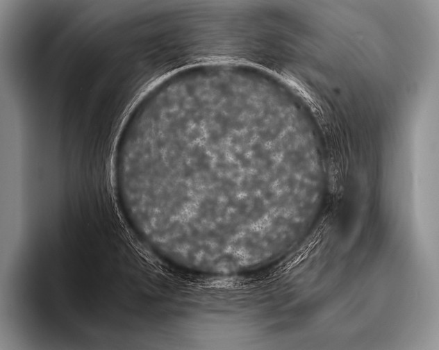X0000096181279200802081452
