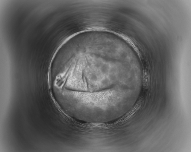 X0000096181295200802081452
