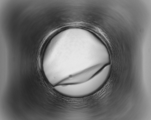 X0000096181320200802081451