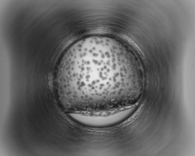 X0000096181329200802081452
