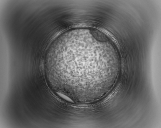 X0000096181337200802081452