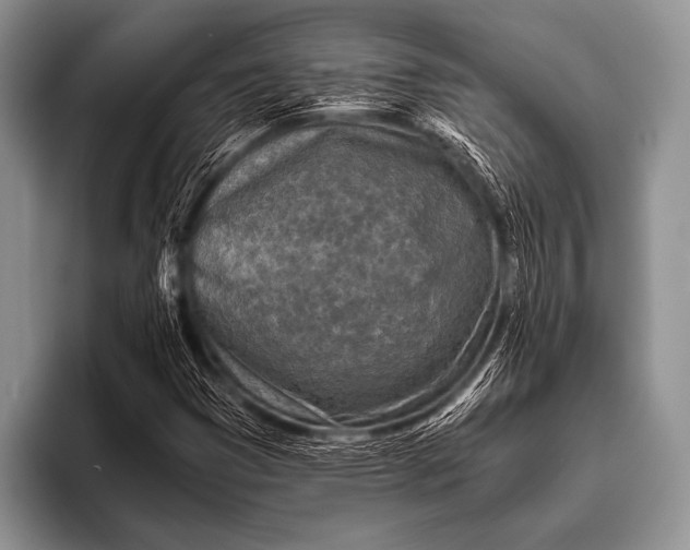 X0000096181353200802081451