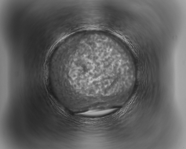X0000096181359200802081451