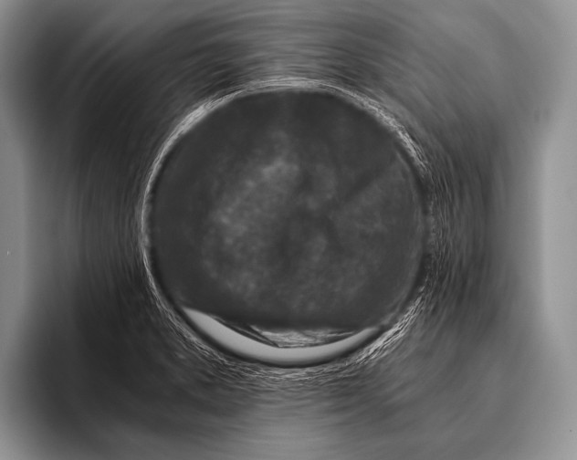 X0000096181373200802081451