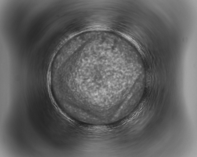 X0000096181383200802081451