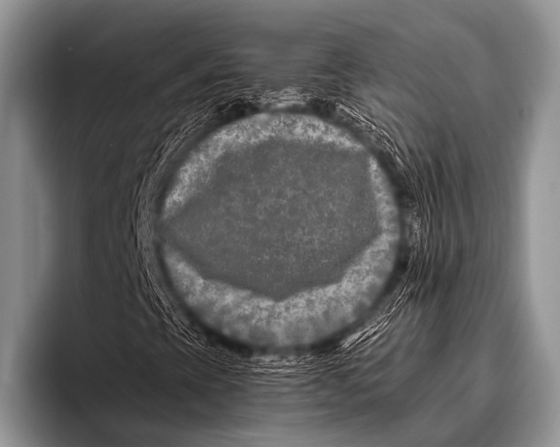 X0000096181393200802081450