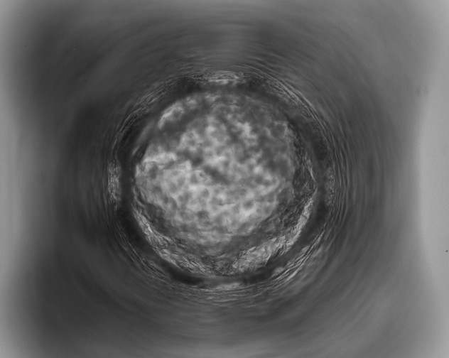 X0000096181394200802081450
