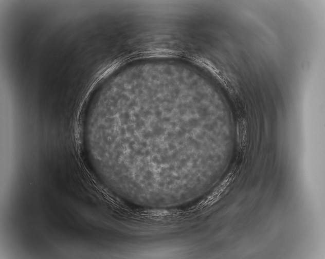 X0000096181405200802081450
