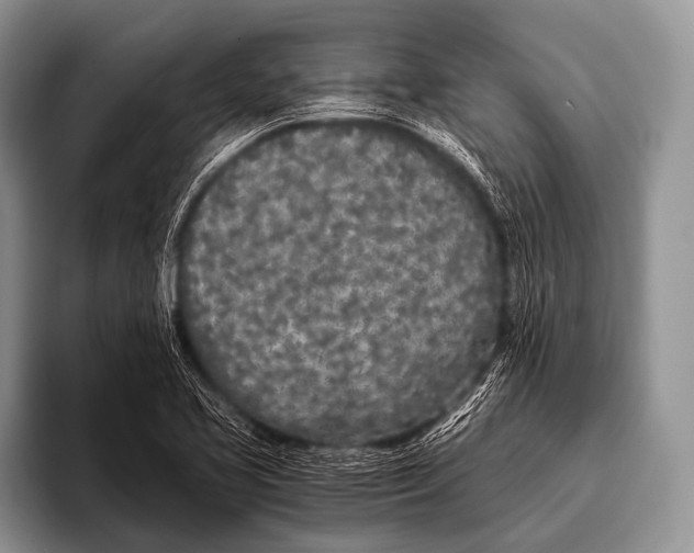 X0000096181413200802081450