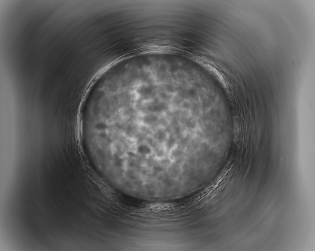 X0000096181419200802081450