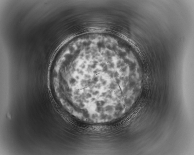 X0000096181427200802081450
