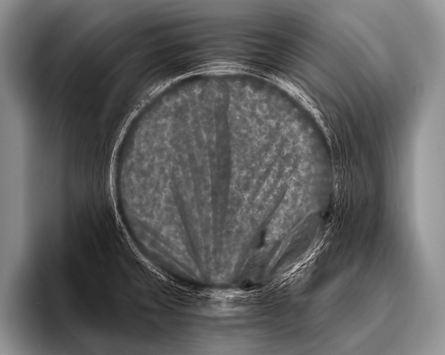 X0000096181429200802081450