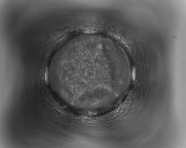 X0000096181444200802081450