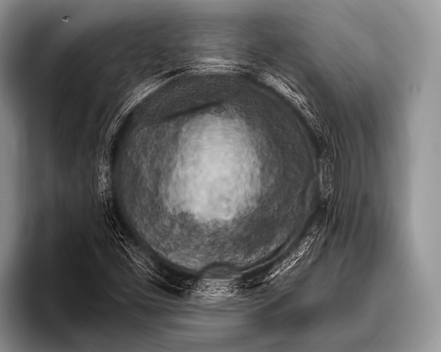 X0000096181453200802081450