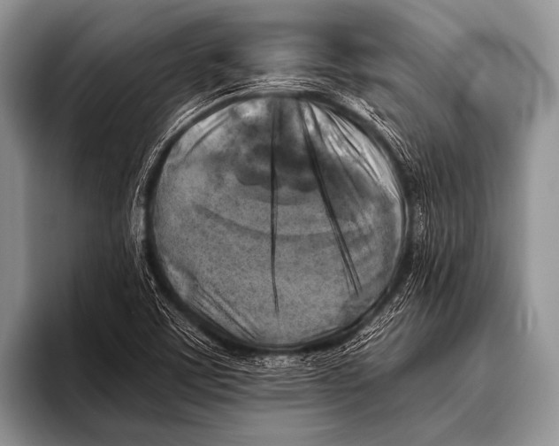 X0000096181459200802081450