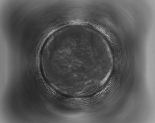 X0000096181463200802081450