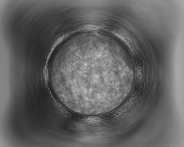 X0000096181466200802081450