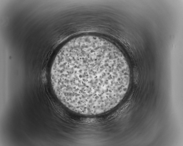 X0000096181497200802081449