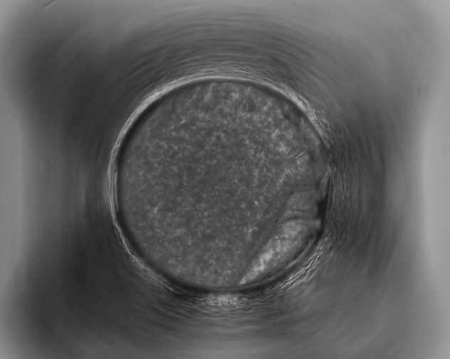 X0000096181515200802081449