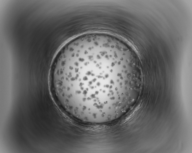 X0000096181533200802081449