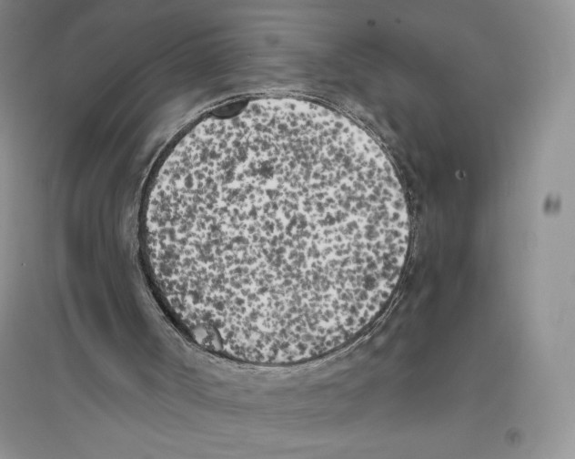 X0000096180002200802151451