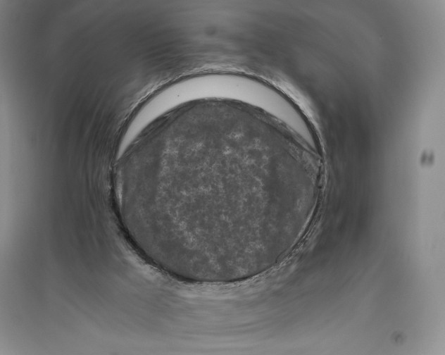 X0000096180009200802151451