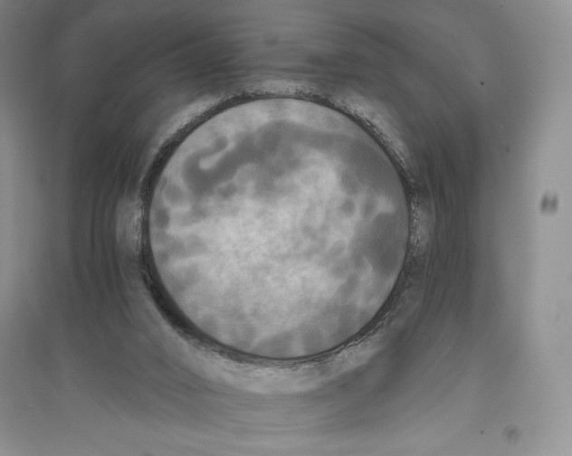 X0000096180016200802151451