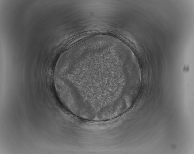 X0000096180029200802151451