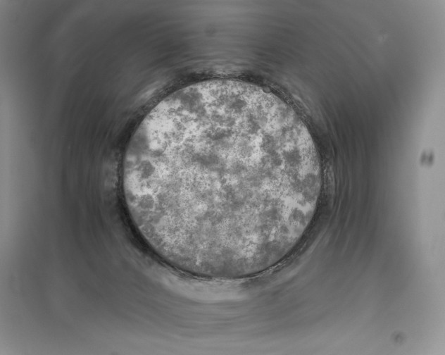 X0000096180032200802151451