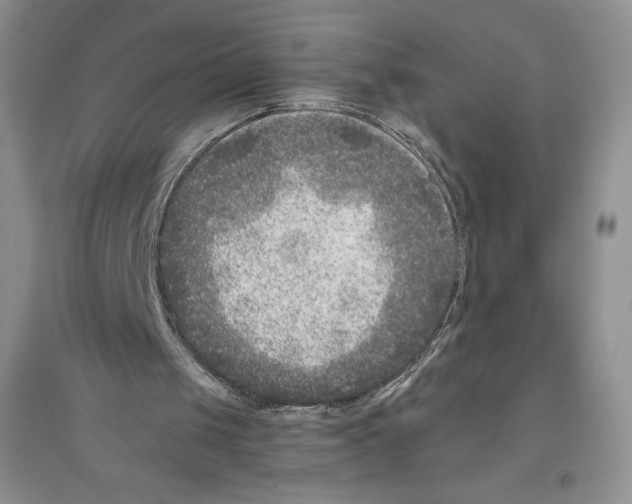 X0000096180049200802151450