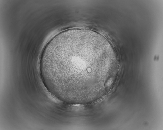 X0000096180053200802151450