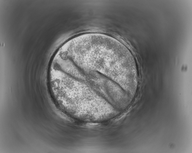 X0000096180055200802151450