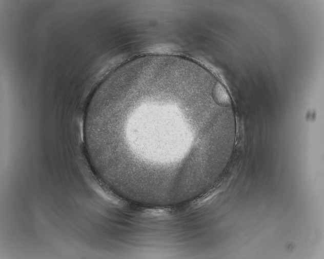 X0000096180061200802151450