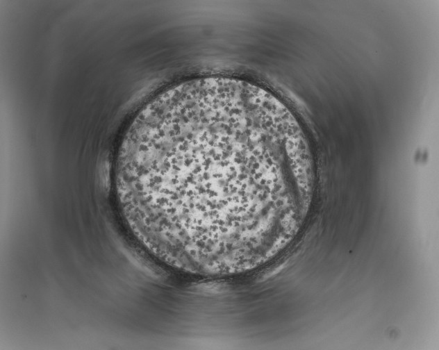 X0000096180067200802151450