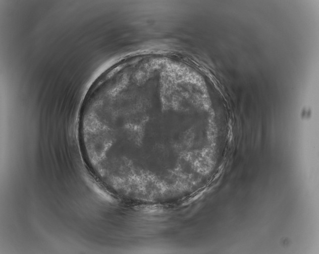 X0000096180100200802151450