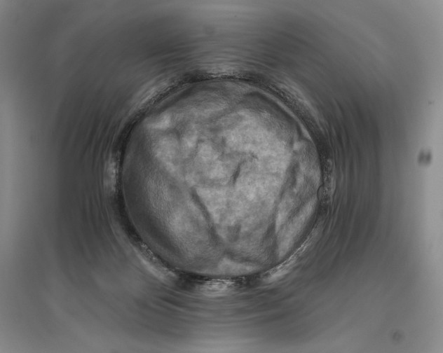X0000096180124200802151450