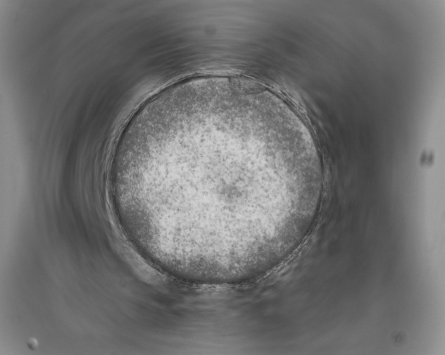 X0000096180145200802151449