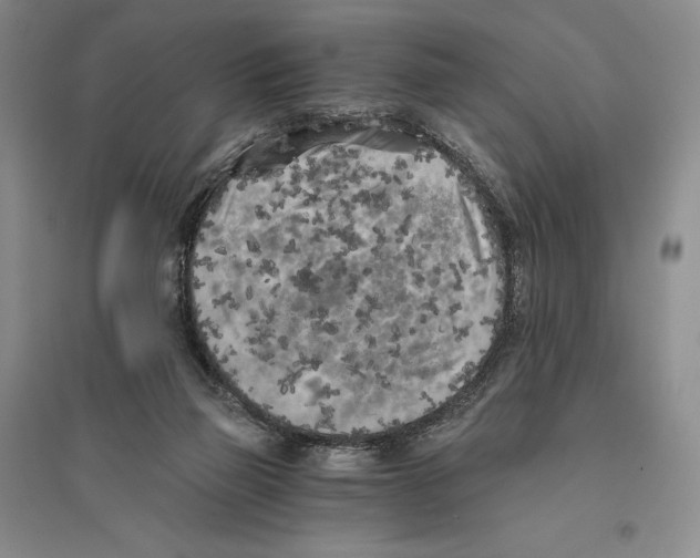 X0000096180165200802151449