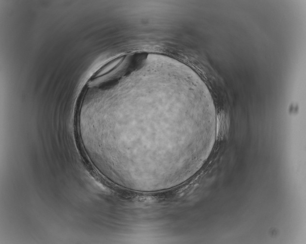 X0000096180195200802151449
