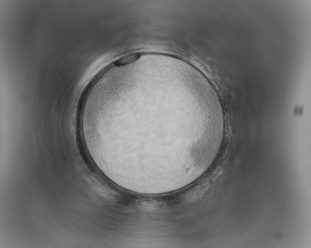 X0000096180199200802151449