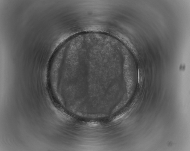 X0000096180204200802151449
