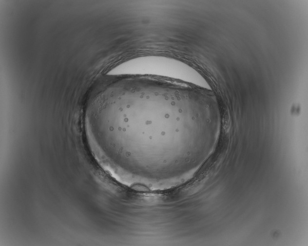 X0000096180233200802151448