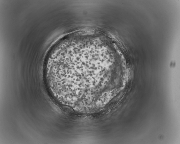 X0000096180243200802151447
