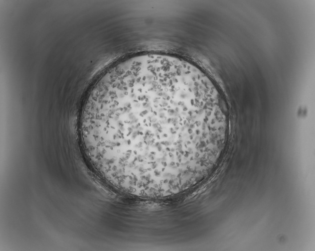 X0000096180249200802151448