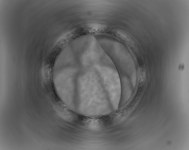 X0000096180276200802151448