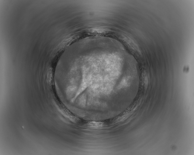 X0000096180328200802151447