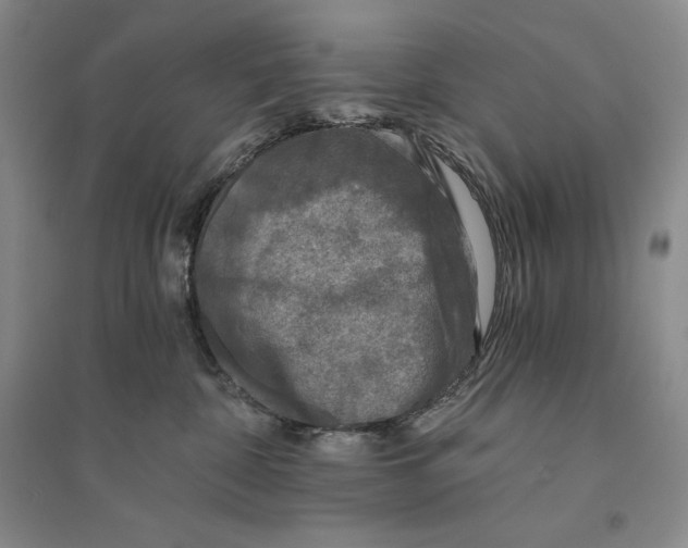 X0000096180332200802151447