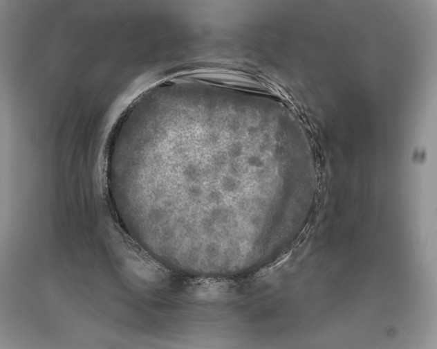 X0000096180343200802151446